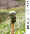 1020858