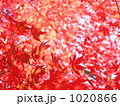 1020866