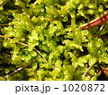 1020872
