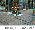 休息中の看板犬