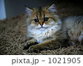 キャット