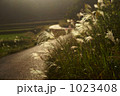 朝日に光るススキ