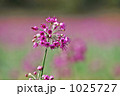 砂丘ラッキョウの花
