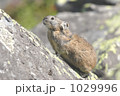 岩場にピカ