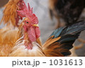 1031613
