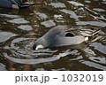 オナガカモ