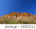 ススキと紅葉