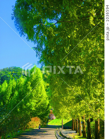 「ちいさな秋」の写真素材 「ちいさな秋」の写真素材