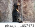 たそがれ熊