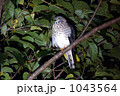休息を取るリュウキュウツミ
