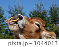 舌を出す牛のアップ