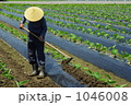 上庄の里芋畑