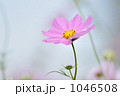 コスモス