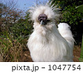 烏骨鶏
