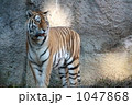 トラ　威風堂々