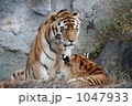 トラ　和み