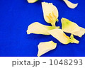 トルコキキョウ花びら