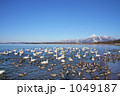 白鳥と磐梯山