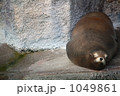 和み　アザラシ