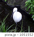 小川の水鳥