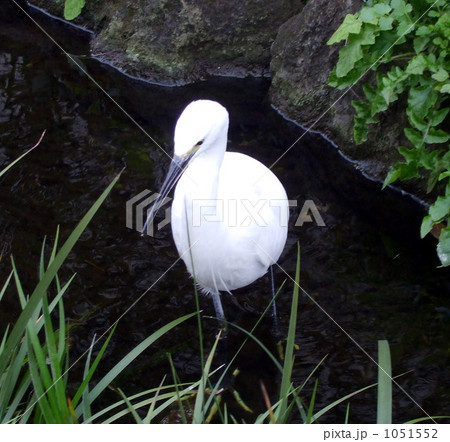 「小川の水鳥」の写真素材