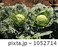 無農薬栽培のキャベツ