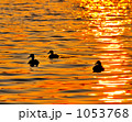 夕陽の鴨