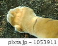 1053911