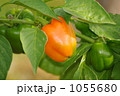 オレンジ色したピーマン