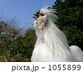 青空に向かって、元気よく鳴いてる烏骨鶏