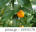 みかん畑