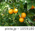 みかん畑
