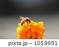 蜜蜂 蜜蜂