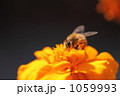 蜜蜂 蜜蜂
