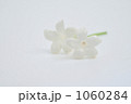 花一凛　ジャスミン