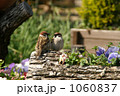 スズメ,ラブラブ,自然,動物,夫婦,鳥