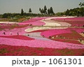 秩父公園の芝桜