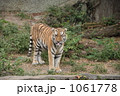 虎とらトラ