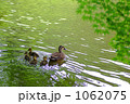 素材ナンバー 1062075 : 「カルガモ親子」
