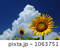 夏の思い出