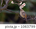 素材ナンバー 1063799 : 「ジョウビタキ（メス）」