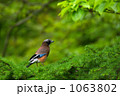 素材ナンバー 1063802 : 「カケス」