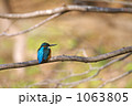 素材ナンバー 1063805 : 「カワセミ」
