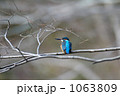 素材ナンバー 1063809 : 「カワセミ」