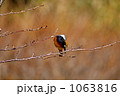 素材ナンバー 1063816 : 「ジョウビタキ（オス）」