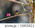 素材ナンバー 1063821 : 「ジョウビタキ（オス）」