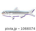 ちりめん　20091115＿79