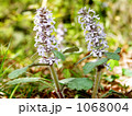 ジュウニヒトエの花