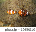 カクレクマノミとイソギンチャク