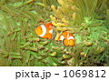 カクレクマノミとイソギンチャク
